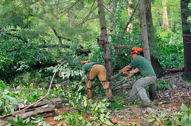 Tree Branch Trimming in Helena, OK